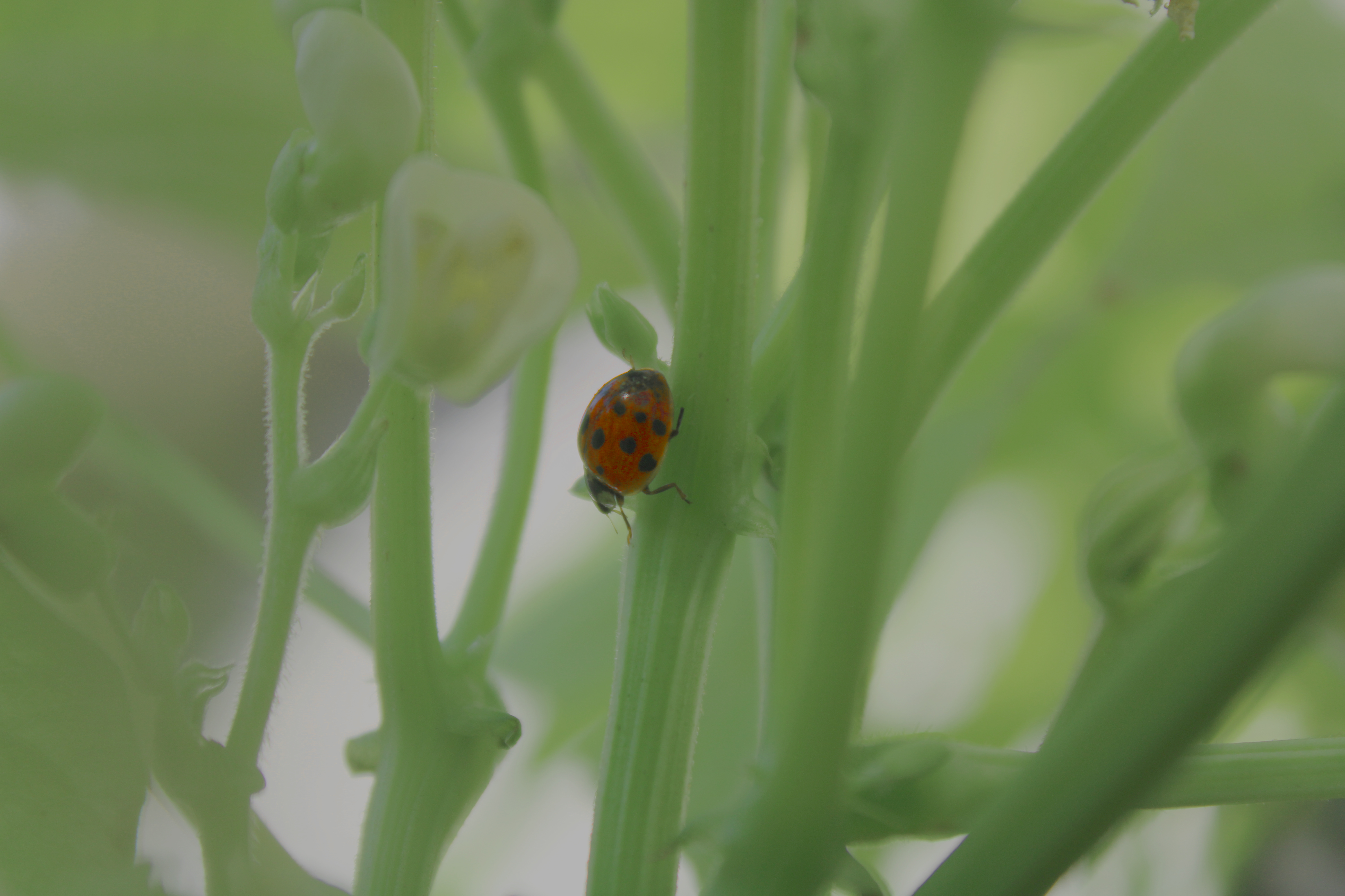 A Lady bug climbing a pea stem